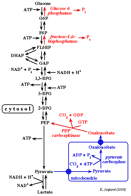 Regulation metabolisme synthese glucose neoglucogenese neoglucogenesis gluconeogenesis regime alimentaire diet biochimej