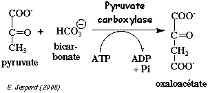 reaction pyruvate carboxylase regulation metabolisme synthese glucose neoglucogenese neoglucogenesis gluconeogenesis regime alimentaire diet biochimej
