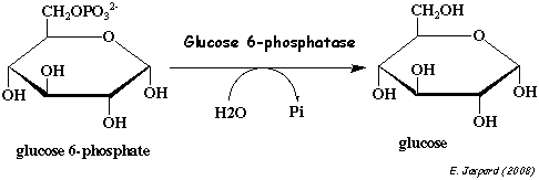 Reaction glucose-6-phosphatase regulation metabolisme synthese glucose neoglucogenese neoglucogenesis gluconeogenesis regime alimentaire diet biochimej