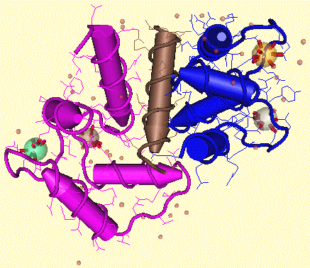 Structure de la calmoduline complexee à la proteine kinase II calmoduline-dependante de Bos taurus