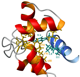 Structure de la calmoduline complexee au peptide cible C20W de la pompe calcium - ATPase