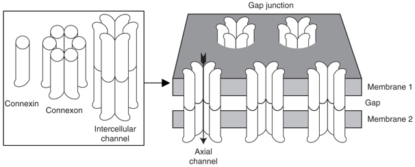 transport membrane gap junction passif facilite cellular contact cellule adhesion signalisation desmosome cadherin integrin biochimej