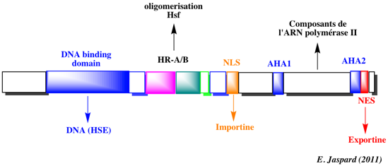 Structure facteur transcription heat shock transcription factor