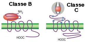 Classe RCPG signalisation structure membrane recepteur G-protein coupled receptor GPCR classification poche specificite fixation biochimej