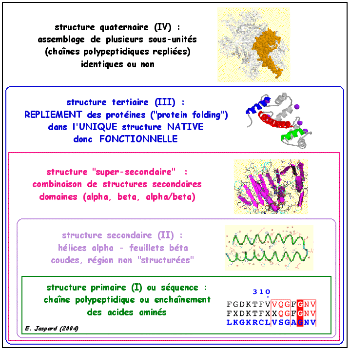protein folding repliement structure primaire sequence secondaire tertiaire quaternaire oligomere sous unite biochimej
