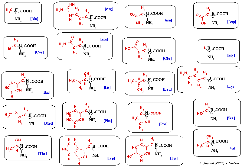 Structure chaine laterale acide amine amino acid biochimej