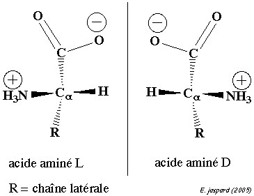 Structure acide amine amino acid biochimej