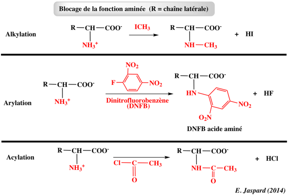 acide amine amino acid chemical reactivity alkylation arylation acylation biochimej