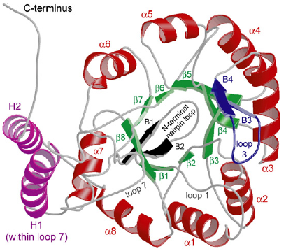 TIM barrel deshydrogenase dehydrogenase NAD NADP nicotinamide protein structure quaternaire GDH glutamate function relationship pli Rossmann fold helix sheet helice feuillet quaternary biochimej