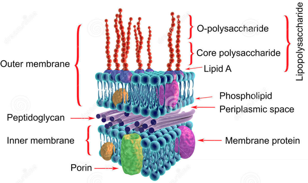 Synthese assemblage membrane protein membranaire biogenesis bacterie bacteria SEC TAT OMP85 periplasme polysaccharide peptidoglycane biochimej