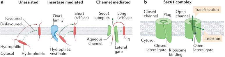 Synthese assemblage protein membranaire integral membrane biogenesis reticulum endoplasmique oligomere peptide signal canal channel Sec61 SecY domaine transmembranaire biochimej