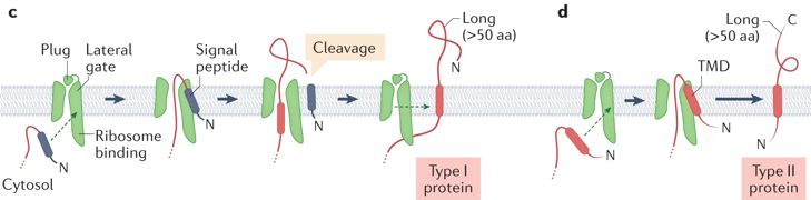 Synthese assemblage protein membranaire integral membrane biogenesis reticulum endoplasmique oligomere peptide signal canal channel Sec61 SecY domaine transmembranaire biochimej