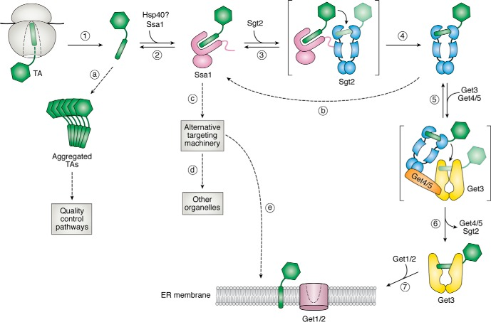 Synthese assemblage protein membranaire integral membrane biogenesis reticulum endoplasmique peptide signal translocon voie GET GET3 GET5 pathway tail anchored biochimej