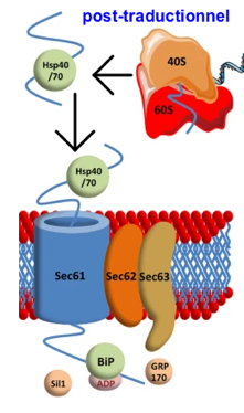 Synthese assemblage protein membranaire integral membrane biogenesis reticulum endoplasmique peptide signal translocon Sec61 SecY recognition particle biochimej