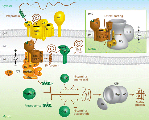 Synthese assemblage membrane protein membranaire biogenesis mitochondrie mitochondria TIM TOM SAM MIA PAM integral presequence clivable precursor cytosol ribosome biochimej