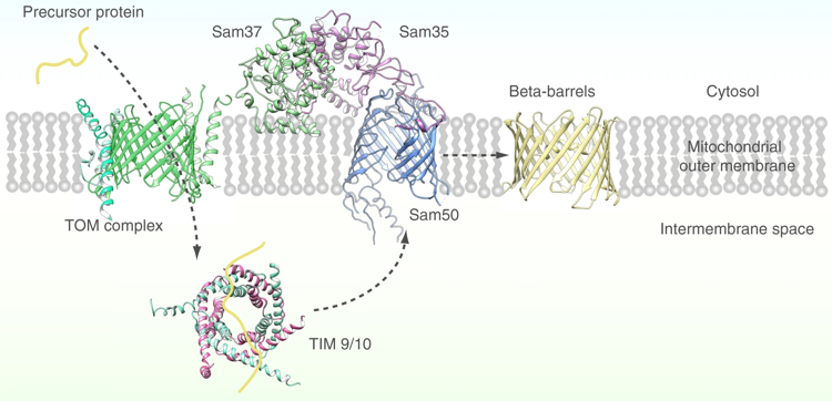 Synthese assemblage membrane protein membranaire biogenesis mitochondrie mitochondria TIM TOM SAM tonneau beta barrel integral biochimej