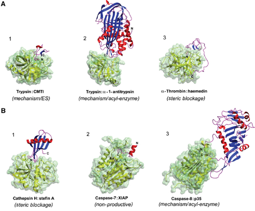 structure protease site actif serine aspartate metalloprotease proteolysis inhibiteur inhibitor chymotrypsin biochimej