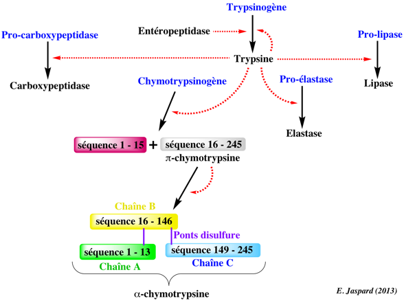 protease activation zymogene chymotrypsinogen trypsinogen trypsine aspartate metalloprotease proteolysis biochimej