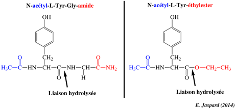 acylenzyme acyl chymotrypsine burst catalytic mechanism serine protease biochimej