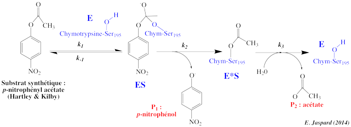 acylenzyme acyl chymotrypsine burst catalytic mechanism serine protease burst biochimej