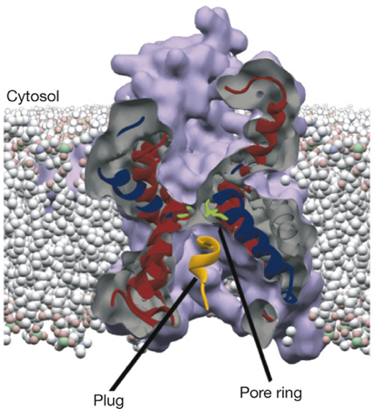 biochimej Unfolded protein response UPR signalisation regulation reticulum endoplasmique endoplasmic canal translocation