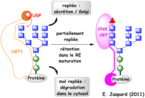 biochimej glucose glycosylation oligosaccharides Unfolded protein response UPR signalisation regulation reticulum endoplasmique endoplasmic