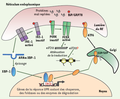 biochimej UPR reticulum IRE1 XBP1 PERK ATF6