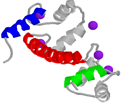 structure tridimensionelle proteine secondary structure secondaire protein helice alpha helix feuillet beta strand sheet biochimej