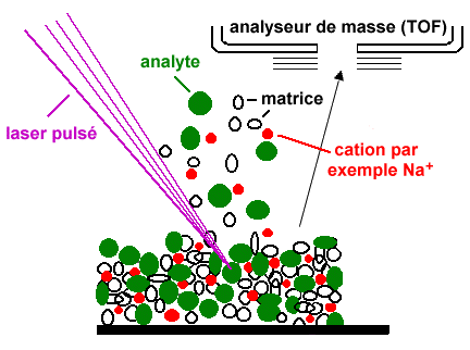 Spectrometrie masse biophysique electron ionisation proteomique sequence biochimej