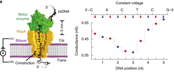Nanopore DNA sequencing minion biochimej