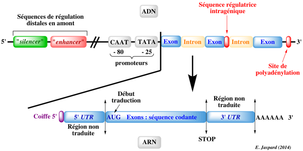Sequence consensus pre-mRNA spliceosome RNA seq protocole biochimej