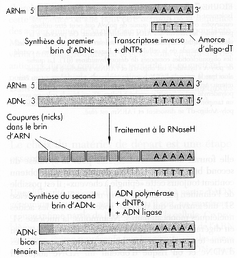 biochimej Synthese d'ADNc