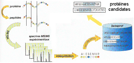 proteomics mass spectrometry tandem MS MS/MS gel bidimensionnel 2D DIGE MALDI TOF ESI ICAT isotope trypsine hydrolysis spectrogram functional genomics quadrupole biochimej