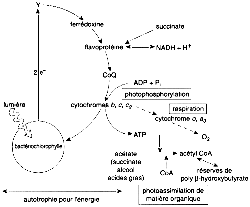 endosymbiose endosymbiotic cyanobacterie cytochrome respiration photosynthese heterotrophe autotrophe organotrophie carbone energie energy chaine respiratoire biochimej