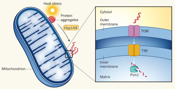 cardiolipine mitochondrie mitochondria respiration chaine respiratoire membrane interne espace intermembranaire matrice cycle Krebs dynamin carnitine OPA1 fusion fission biochimej
