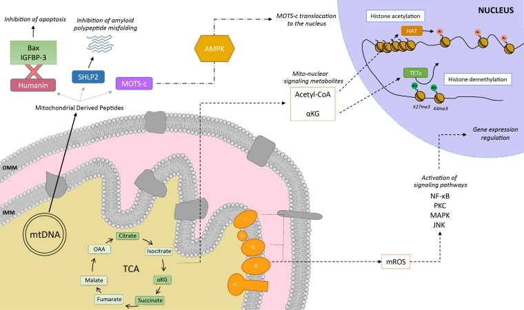 communication micropeptide mitochondrie mitochondria respiration chaine respiratoire cycle Krebs cardiolipine acetyl ROS genome mitochondrial biochimej