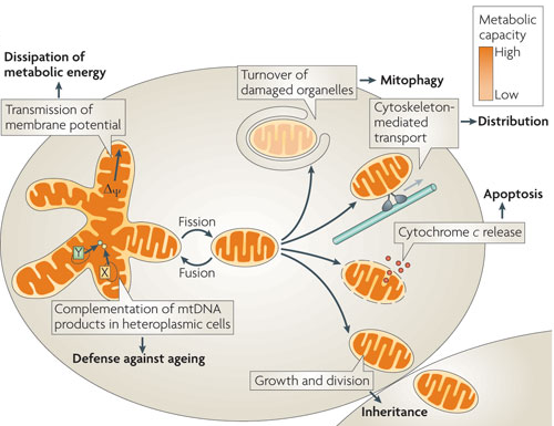 biochimej dynamique dynamics mitochondrie mitochondria respiration chaine respiratoire membrane interne espace intermembranaire matrice cycle Krebs dynamin carnitine OPA1 fusion fission