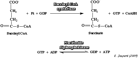 Reaction catalyse succinyl CoA synthetase cycle Krebs biochimej