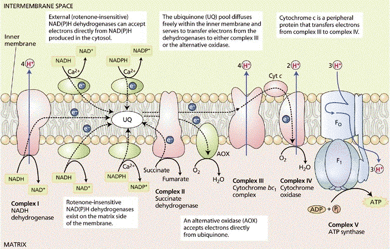 phosphorylation oxydative Chaine respiratoire transfert electron mitochondrie mitochondria respiration vegetal plant oxydase alternative cytochrome biochimej transport electrons vegetaux