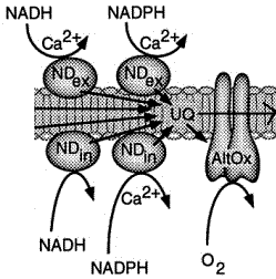 Les NAD(P)H deshydrogenases interne et externe specifiques des vegetaux