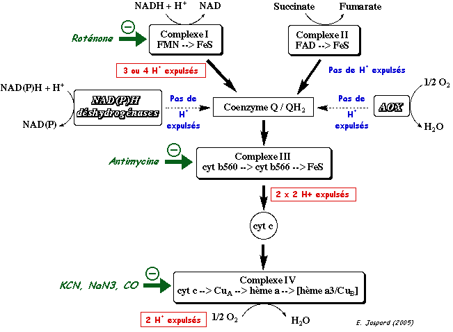 phosphorylation oxydative Chaine respiratoire transfert electron mitochondrie mitochondria respiration vegetal plant oxydase alternative cytochrome biochimej