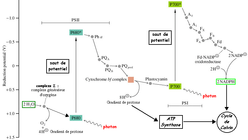 photosynthese photosynthesis P680 P700 photosysteme centre reactionnel complexe Z paire speciale chlorophylle photon electron synthese ATP cycle Q plastoquinone plastocyanine phylloquinone ferredoxine membrane thylacoide chloroplaste plaste biochimej