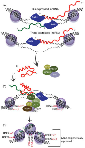 Epigenetique epigenetics histone marks modification methylation acetylation methyltransferase regulation transcription lncRNA long noncoding RNA CpG HOTHAIR biochimej