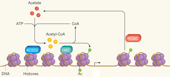 Epigenetique epigenetics histone marks modification methylation acetylation acetylase desacetylase regulation transcription chromatin acetylCoA HAT HDAC biochimej