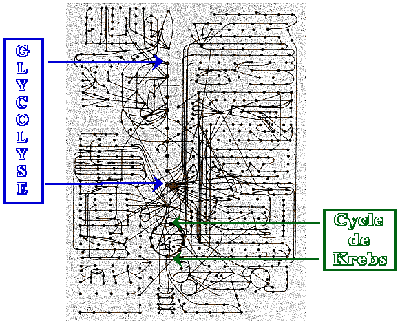 metabolism voie metabolique neoglucogenese glycolyse glycogenolyse respiration phosphorylation oxydative ATP NAD biochimej