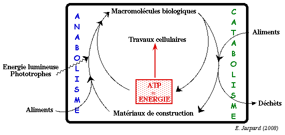 Anabolisme catabolisme metabolism voie metabolique neoglucogenese glycolyse glycogenolyse respiration phosphorylation oxydative ATP NAD biochimej