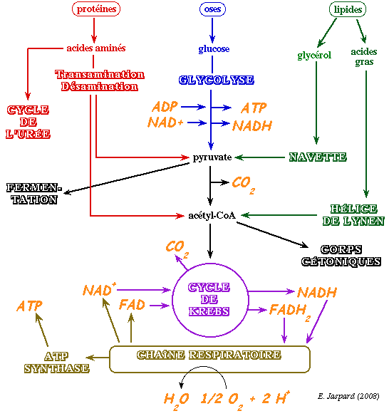 Phosphorylation oxydative