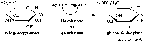 biochimej reaction catalysee par l'hexokinase ou la glucokinase 