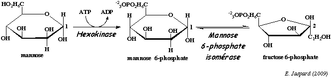 glycolyse glycogene amidon ose glucose fructose mannose galactose saccharose maltose lactose monosaccharide disaccharide oside sucre reducteur transferase biochimej