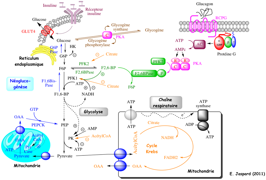 Homeostasie glucose metabolisme energetique energetics Regulation glycolyse glycolysis phosphopfructokinase PFK1 pyruvate kinase sang blood sugar charge energetique adenylique energy fructose 2,6-bisphosphate PFK2 phosphofructokinase-2 fructose-1,6-bisphosphatase neoglucogenese insulin glucagon glucose metabolism regulation biochimej